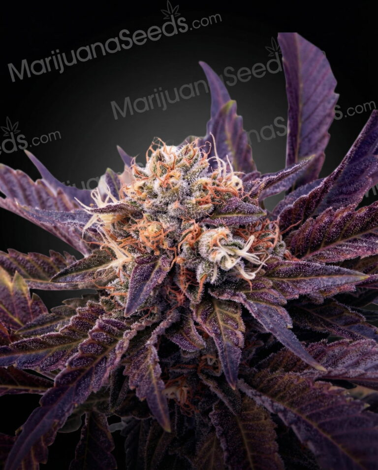Pink LemonAid Strain