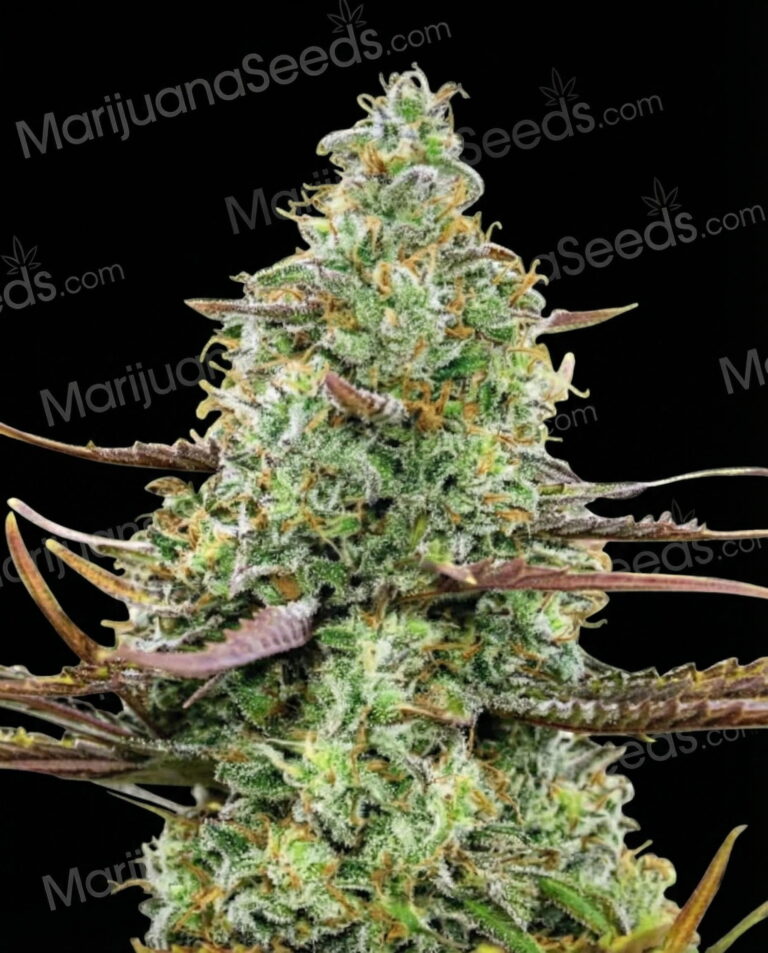 Pink Runtz Strain
