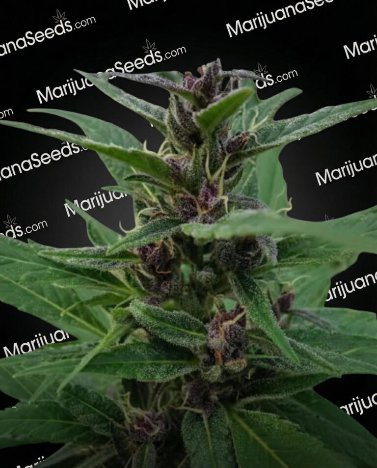 Slushberry Strain