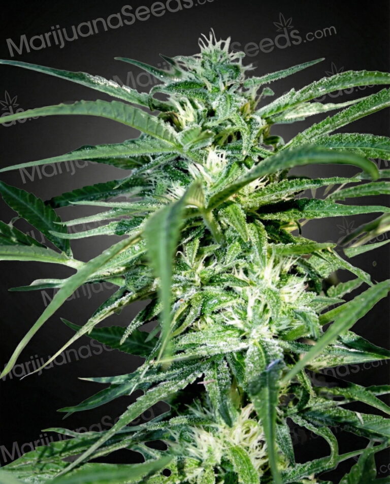South Mountain Cheese Strain