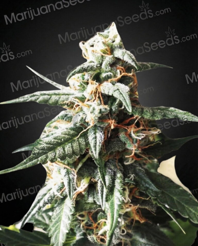 South Star Strain
