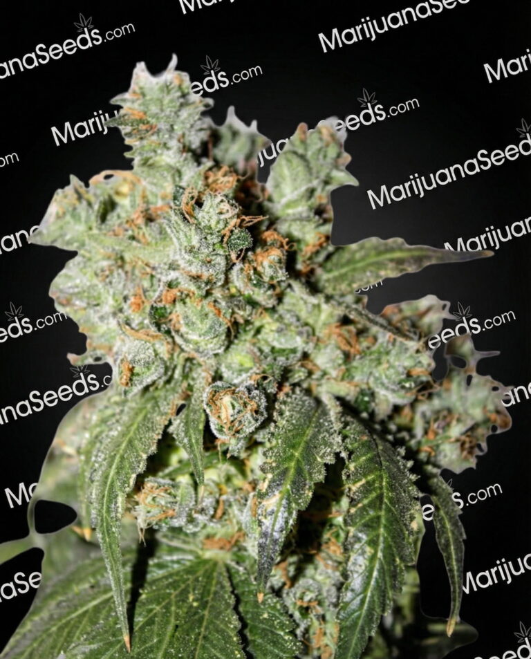 Space Cowboy Strain