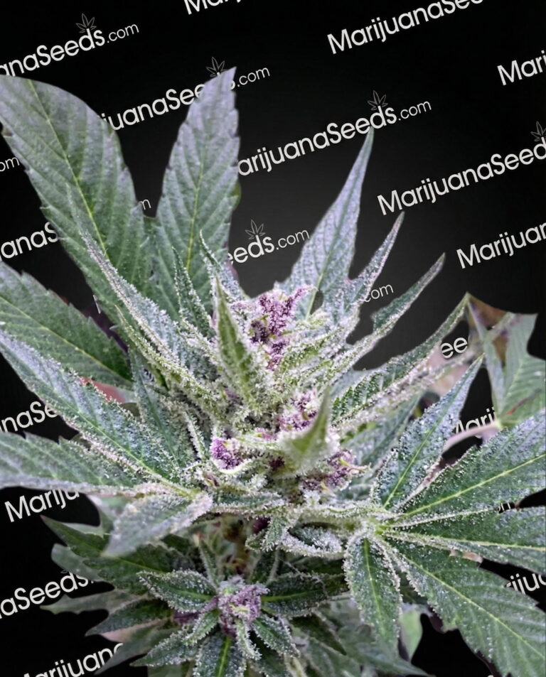 Spiderman CBD Strain