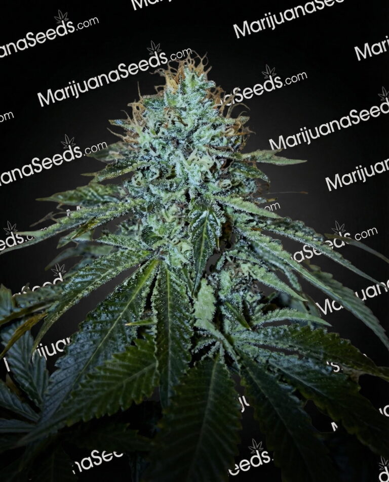 Stantz OG Strain