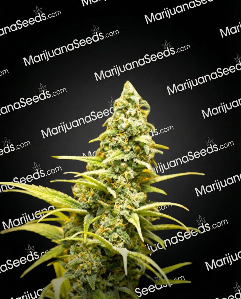 Stay Puft Lemons Strain
