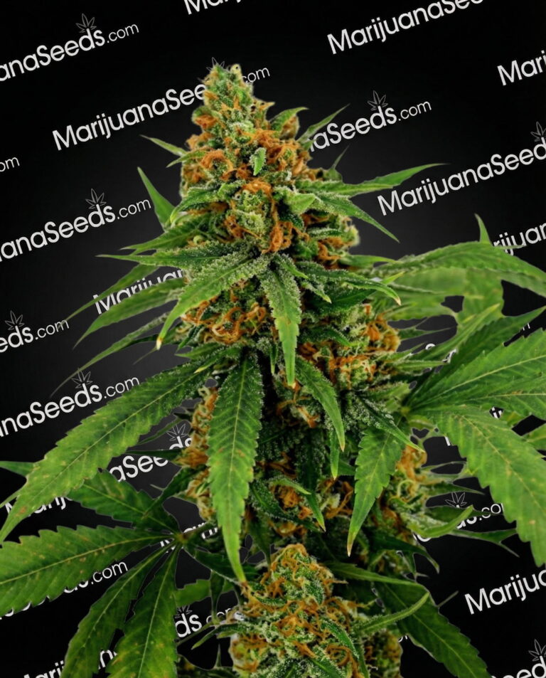 Stealthy Banana Cookies Strain