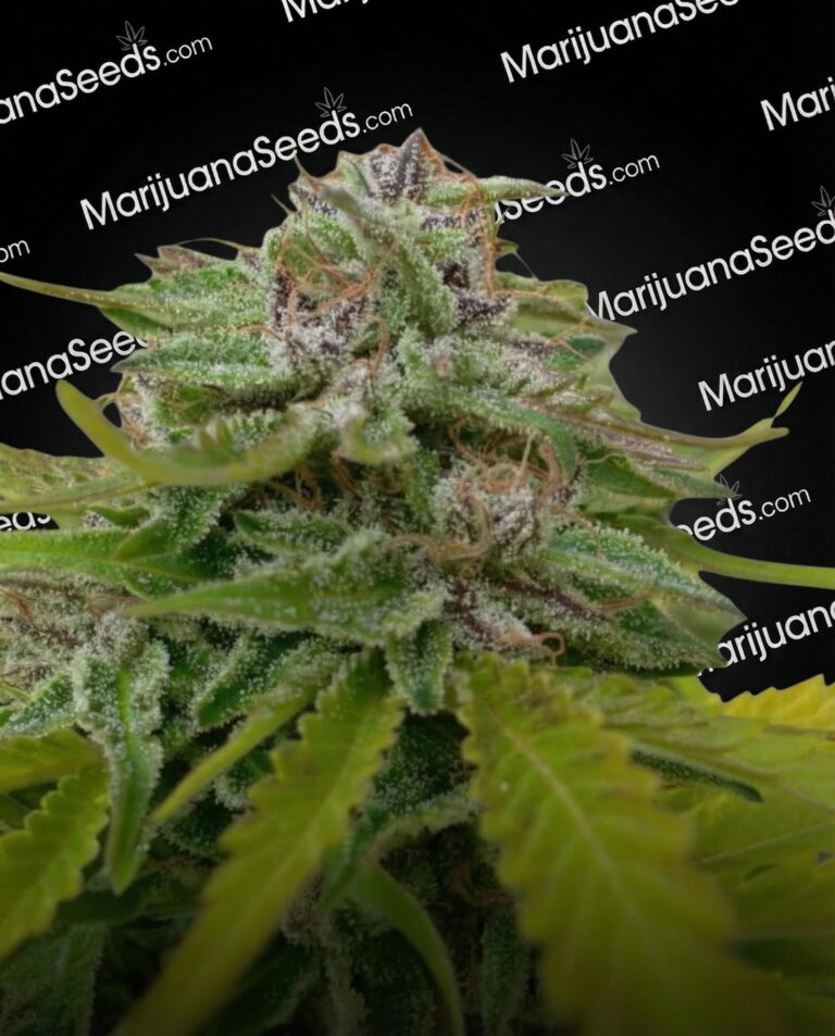 Sticky Fingers Strain