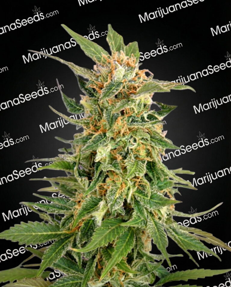 Sticky Icky Strain