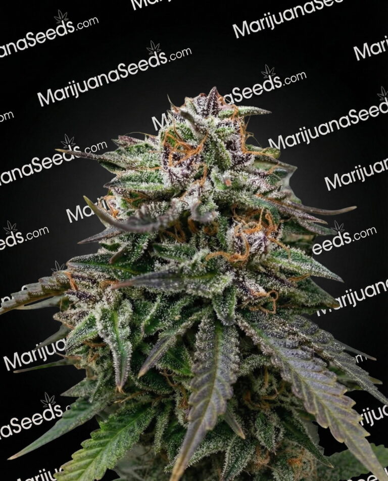 Sticky Sista Strain