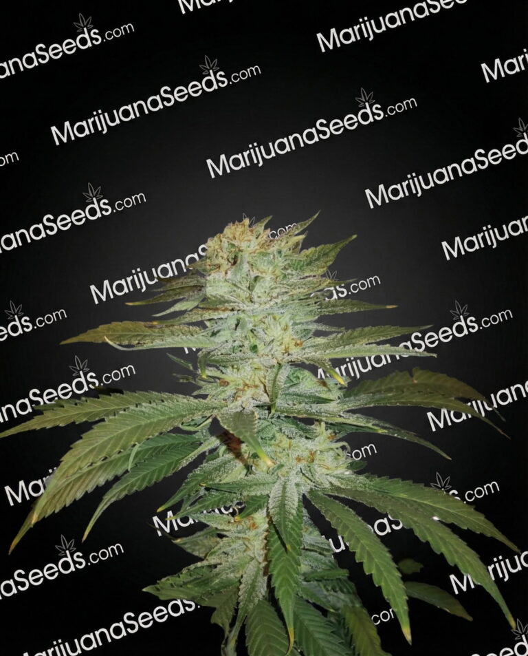 Strawberry Banana Zkittlez Strain
