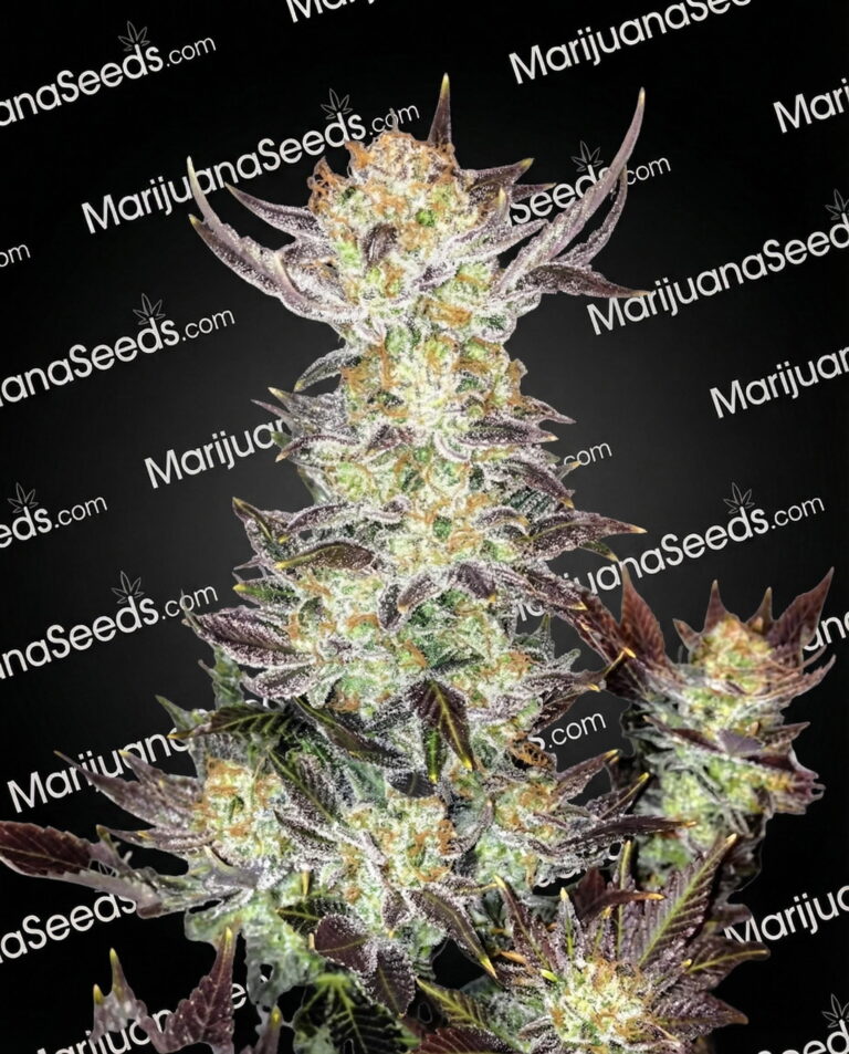 Strawberry Creme Strain