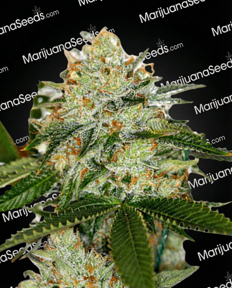 Strawberry Field Of Nightmares Strain