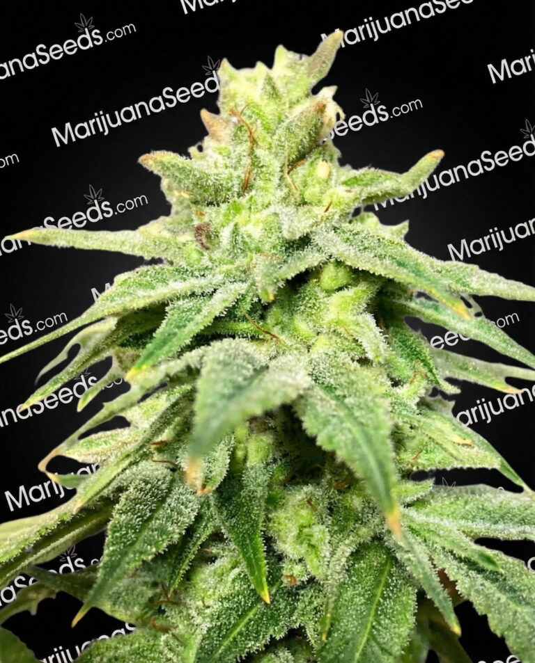 Sugar Camp Fire Strain