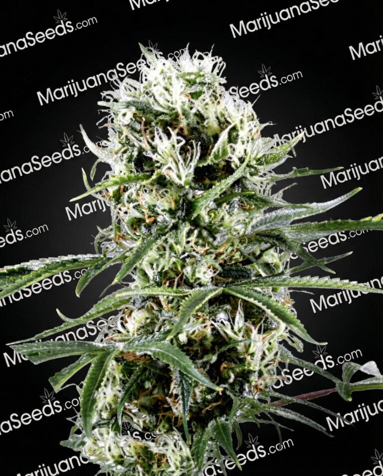 Super Lemon Larry Strain