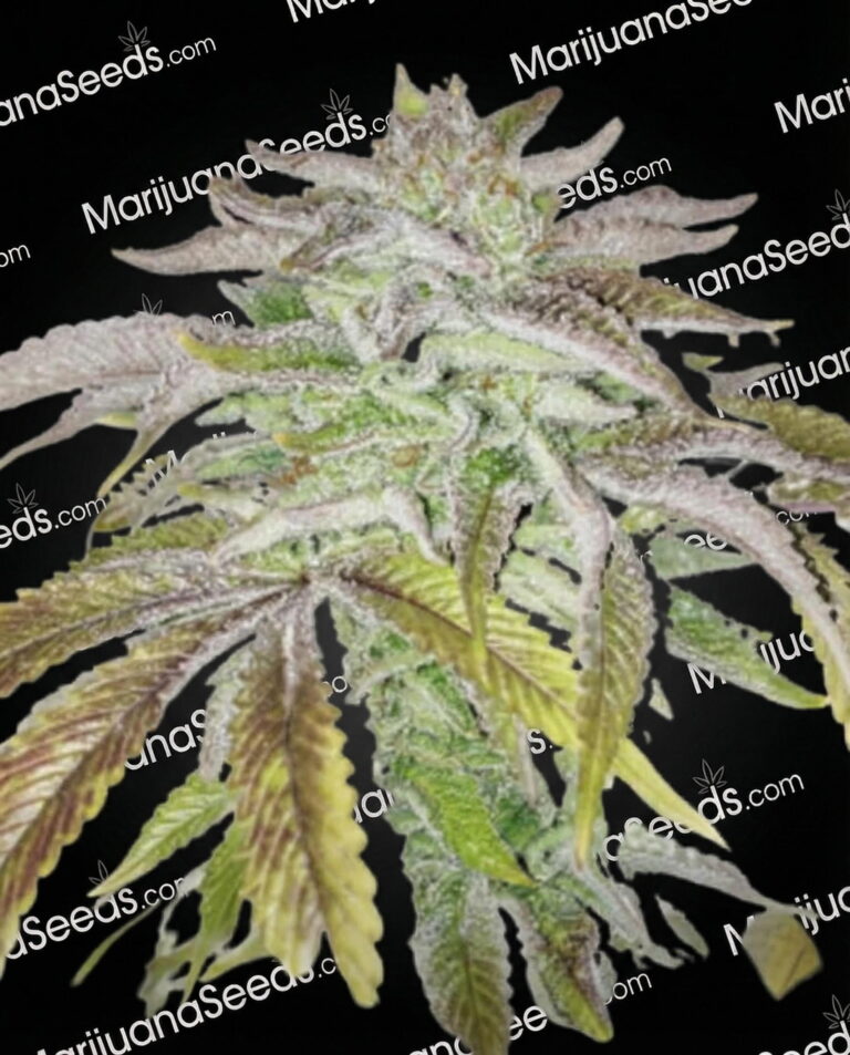 Super Trooper Strain