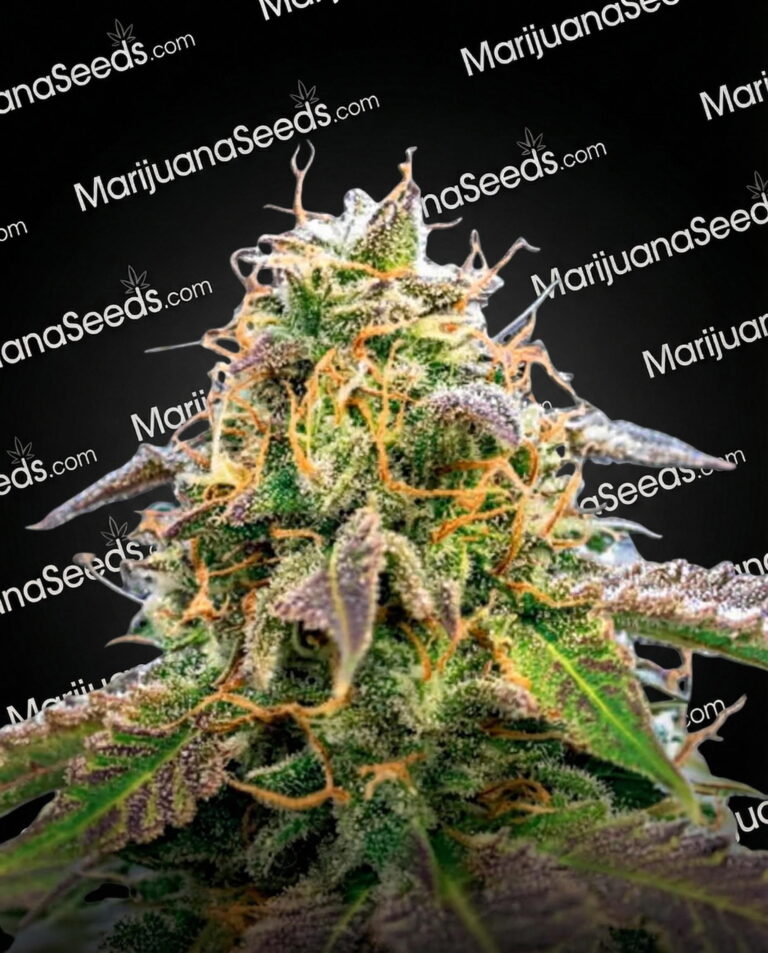 Supreme Lemon Strain