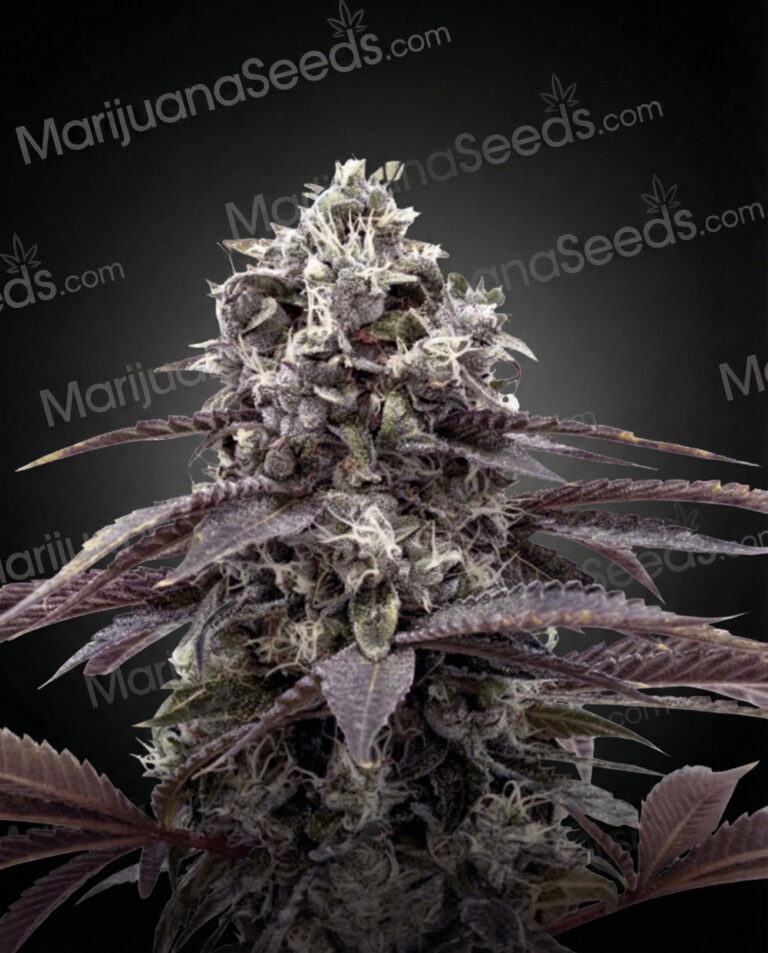 Trump Strain