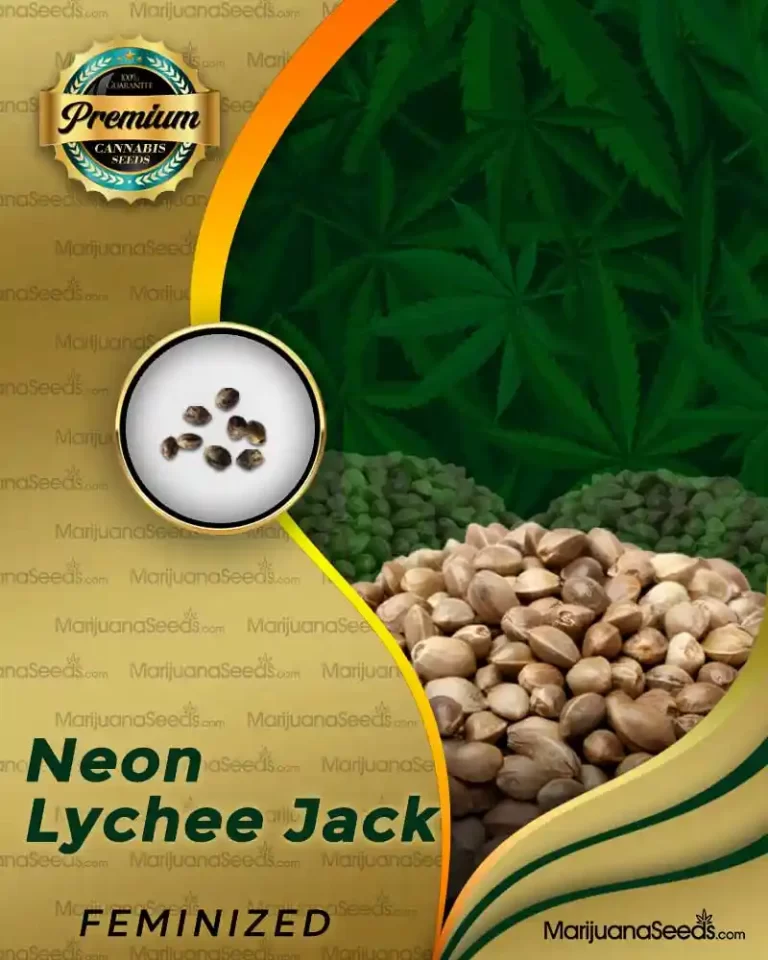 Neon Lychee Jack Strain